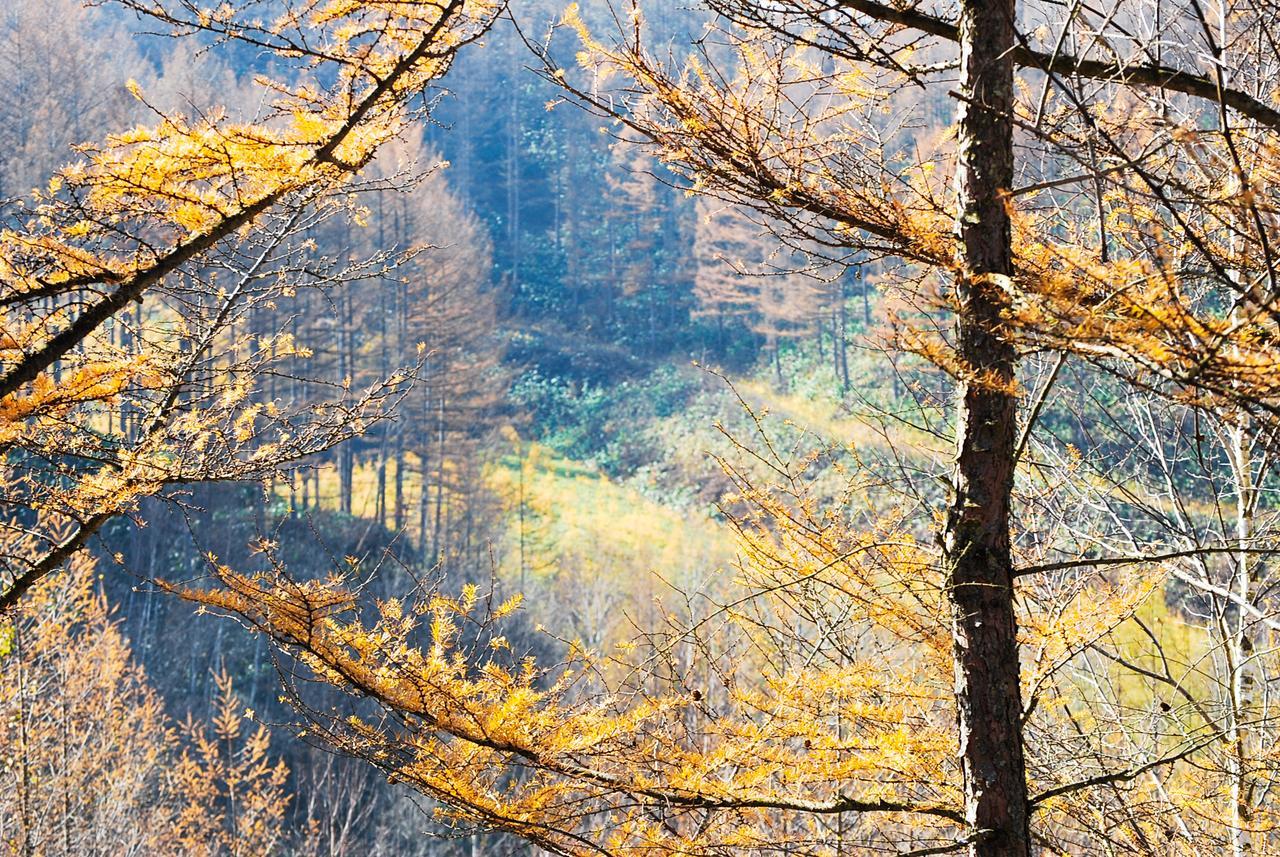 Auberge Ninguruforet Biei Bagian luar foto